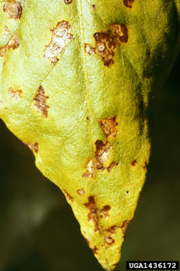 flue-cured virginia tobacco temperature Tobacco Curing Tips: Good airflow and ventilation in the barn are essential for regulating temperature and humidity during proper tobacco curing. Growers are encouraged to use wet and dry bulb thermometers or