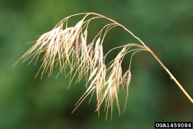 cheatgrass, downy brome