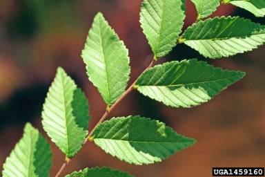Siberian elm