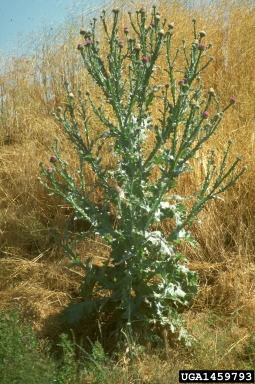 Scotch thistle