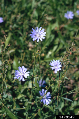chicory (Genus Cichorium)