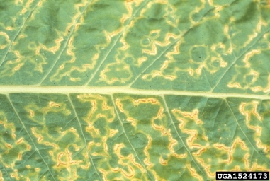 tobacco ringspot virus tobacco ringspot virus (TRSV) (Nepovirus Tobacco ringspot virus)