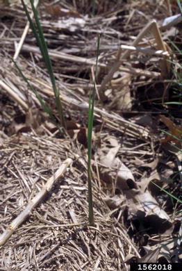 narrow-leaved cattail, Typha angustifolia - Mid-Atlantic Invaders Tool