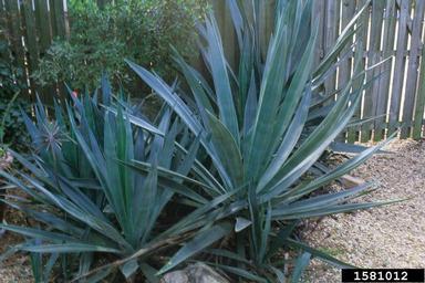 sisal (Agave sisalana Perrine)