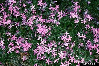 phlox (Genus Phlox L.)