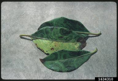 Rhododendron Necrotic Ringspot Virus (RoNRSV) (Potexvirus RoNRSV)