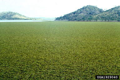 Figure 5a. Lake Moondarra, Australia covered with Salvinia molesta D.S. Mitchell before the use of biological control. (Photographs by P. Room.)