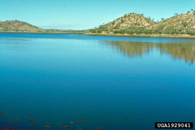 Figure 5b. More than 90% of salvinia on Lake Moondarra was destroyed within 14 months by the salvinia weevil, Cyrtobagous salviniae Calder and Sands. (Photographs by P. Room.)