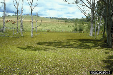 Figure 6a. A creek in temperate Australia, near Sydney, infested with Salvinia molesta D.S. Mitchell. (Photographs by M. Julien.)