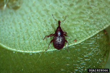 Figure 7. The salvinia weevil Cyrtobagous salviniae Calder and Sands. (Photographs by R. Chan.)