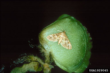 Figure 8. Adult Samea multiplicalis (Guenee). (Photograph by R. Chan.)
