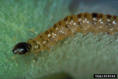 Figure 9. Larva of Samea multiplicalis (Guenee). (Photograph by P. Room.)