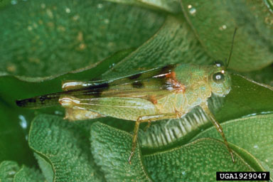 Figure 10. The salvinia grasshopper Paulinia acuminata (De Geer). (Photograph by P. Room.)