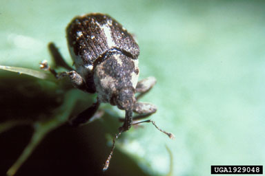 Figure 3. Ceutorhynchus litura (F.) adult. (Photograph by A.S. McClay.)