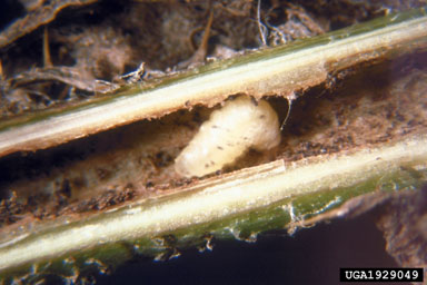 Figure 4.Ceutorhynchus litura (F.) in stem base of Canada thistle. (Photograph by A.S. McClay.)