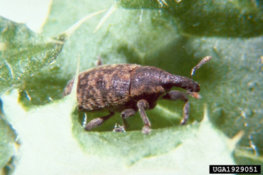 Figure 5.Larinus planus (F.) adult. (Photograph by A.S. McClay.)