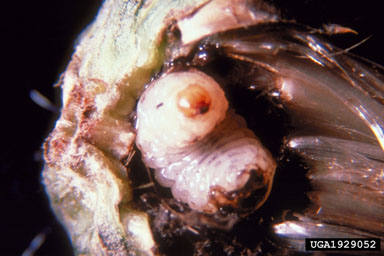 Figure 6.Larinus planus (F.) larva in seed head of Canada thistle.(Photograph by A.S. McClay.)