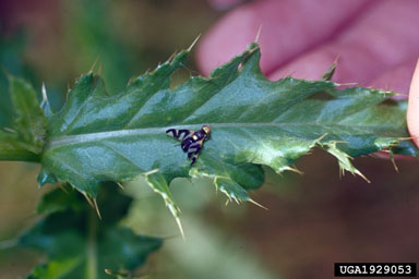 Figure 7.Urophora cardui (L.) adult. (Photograph by A.C. McClay.)