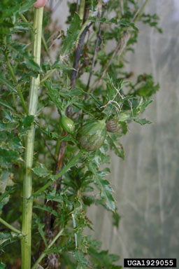 Figure 8.Urophora cardui (L.) galls on stem of Canada thistle.(Photograph by A.C. McClay.)