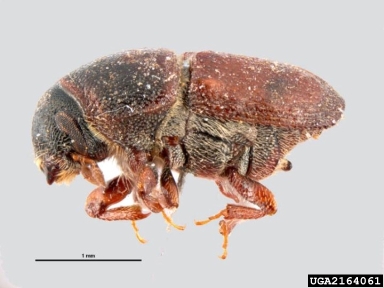 Abit Insect banded elm bark beetle, Scolytus schevyrewi - Mid-Atlantic Invaders Tool