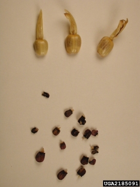 Prayer-plant family (Family Marantaceae)