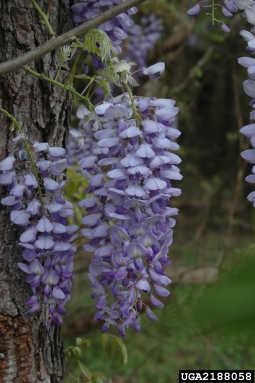 Chinese wisteria (Wisteria sinensis (Sims) DC.)