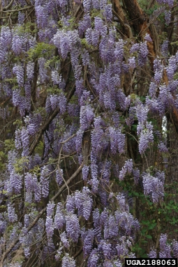 Chinese wisteria (Wisteria sinensis (Sims) DC.)