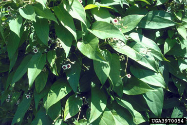 Figure 1. Skunk vine (Paederdia foetida), showing its leaves and flowers. (Photograph by K.A. Langeland, University of Florida, Gainesville.)