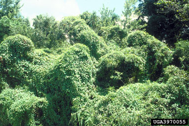 Figure 2. Infestation of skunk vine growing over native forest in central Florida. (Photograph by K.A. Langeland, University of Florida, Gainesville.)