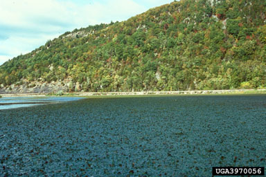 Figure 2. Infestation of Trapa natans on Lake Champlain, New York. (Photograph by Al Cofrancesco, U.S. Army Corps of Engineers.)