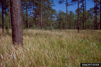 Figure 2. A severe infestation of Imperata cylindrica in a longleaf pine upland in central Florida.