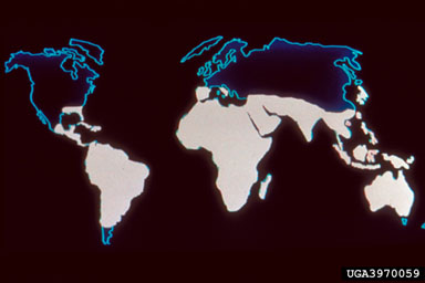 Figure 3. The general distribution of Imperata cylindrica throughout the world, depicted by areas of white. (Based on information from Holm et al., 1997.)