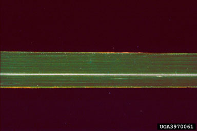 Figure 5. Portion of leaf blade showing off-center midrib and scabrous leaf margins. (From Coile and Shilling, 1993)