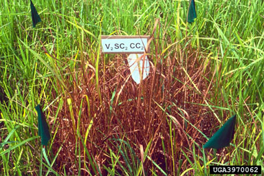 Figure 6. High levels of disease and damage severity on an Imperata cylindrica mini-plot following treatment with a potential mycoherbicide consisting of a formulation of Bipolaris sacchari fungal spores, in an oil and water emulsion. (C. Yandoc, Department of Plant Pathology, University of Florida.)