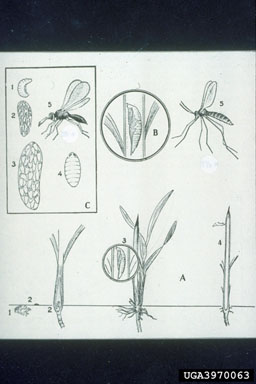 Figure 7. Orseolia javonica in Imperata cylindrica, (a) (1) eggs, (2) larva, (3) elongated gall, and (4) section of the gall following adult release, (5) adult; (b) section of gall showing the pupa; (c) life stages of chalcid wasp parasite of O. javanica. (From Soerjani, 1970.)