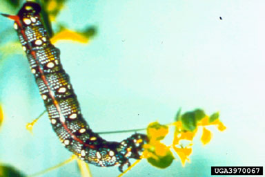 Figure 4. Larva of the leafy spurge hawkmoth, Hyles euphorbiae L. (Photograph courtesy of USDA, ARS.)