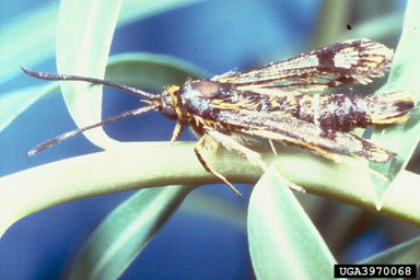 Figure 5. Adult of the clearwing moth, Chamaesphecia hungarica (Tomala). (Photograph courtesy of USDA, APHIS.)