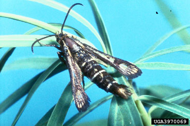 Figure 6. Adult clearwing moth, Chamaesphecia crassicornis Bartel. (Photograph courtesy of USDA, APHIS.)