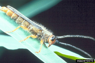 Figure 7. Adult of the stem boring beetle, Obera erythrocephala (Schrank). (Photograph courtesy of USDA, APHIS.)