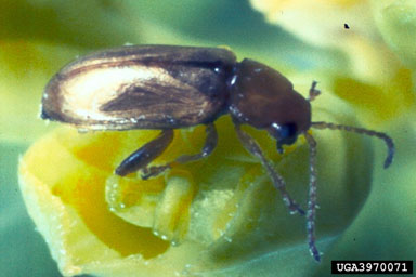 Figure 8. Adult flea beetle, Aphthona abdominalis Duftschmidt. (Photograph courtesy of USDA, APHIS.)