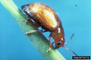 Figure 9. Adult flea beetle, Aphthona cyparissiae (Kock). (Photograph courtesy of USDA, APHIS.)