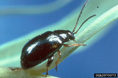 Figure 10. Adult flea beetle, Aphthona czwalinae Weise. (Photograph courtesy of USDA, APHIS.)