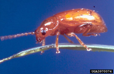 Figure 11. Adult flea beetle, Aphthona flava Guillebeau. (Photograph courtesy of USDA, APHIS.)