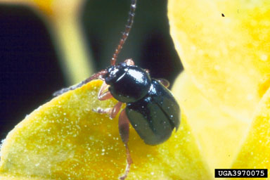 Figure 12. Adult flea beetle, Aphthona lacertosa Rosenhauer. (Photograph courtesy of USDA, APHIS.)