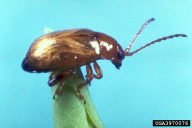 Figure 13. Adult flea beetle, Aphthona nigriscutis Foudras. (Photograph courtesy of USDA, APHIS.)