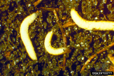 Figure 14. Larvae of the flea beetle, Aphthona nigriscutis Foudras. (Photograph courtesy of USDA, APHIS.)