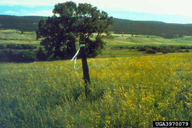 Figure 16. Leafy spurge infestation on the N-Bar Ranch, Grass Range, Montana 1989, prior to release of the flea beetle Aphthona nigriscutis Foudras that same year. (Photograph courtesy of USDA, APHIS.)