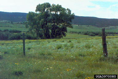 Figure 17. N-Bar Ranch, Grass Range, Montana leafy spurge site in 1993, four years after release of the flea beetle Aphthona nigriscutis Foudras. (Photograph courtesy of USDA, APHIS.)