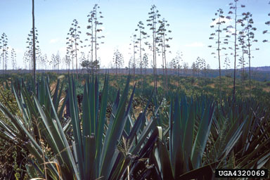 gel agave Agave ghiesbreghtii Witte Zee gel