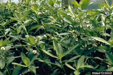Figure 2. Alligatorweed has opposite, nonsucculent leaves. (Photograph courtesy USDA, ARS)
